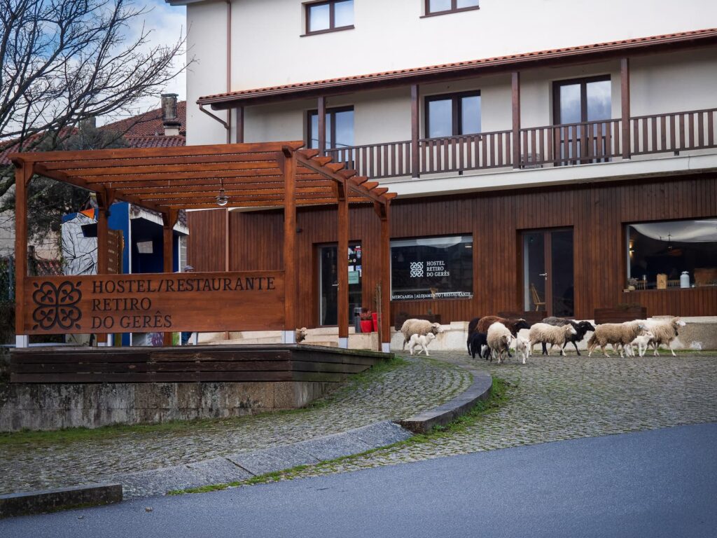 Retiro do Geres: fachada em madeira do hostel com um rebanho de ovelhas a passar na calcada