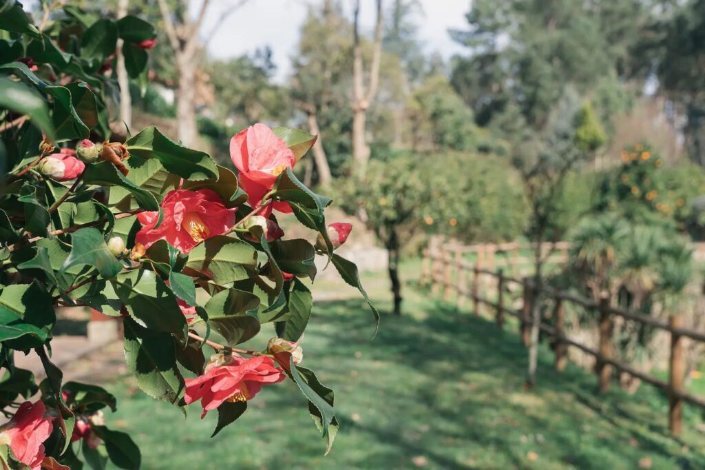 Camélias no jardim da quinta