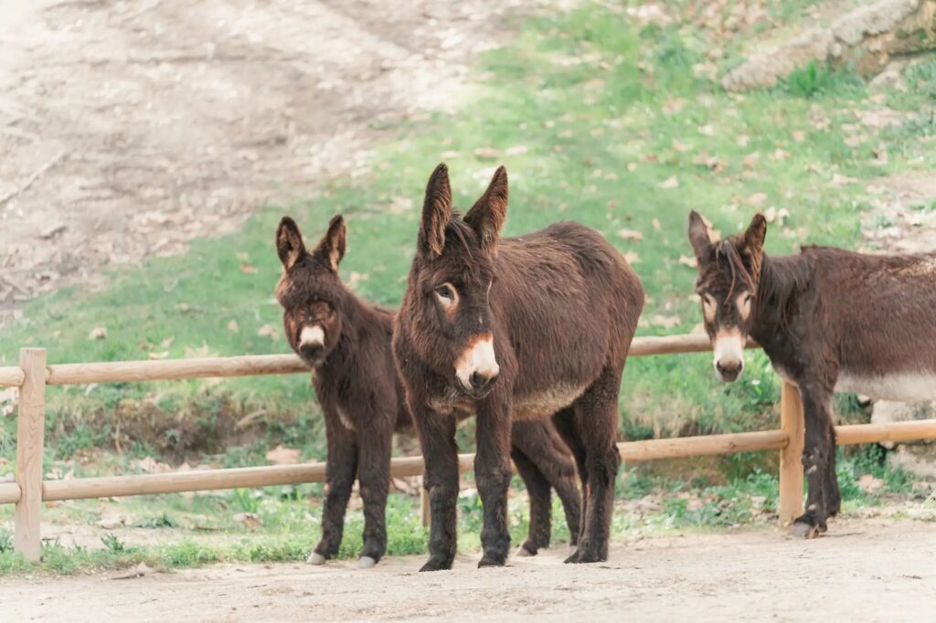 Burros no cercado da quinta
