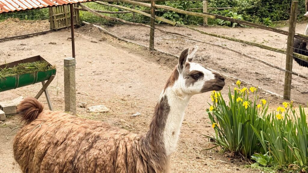 Lama no espaço dos animais