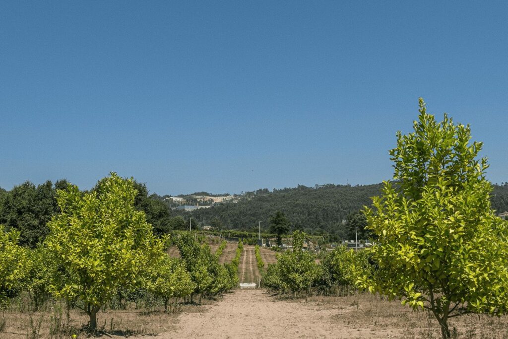 Limoeiros do pomar da quinta