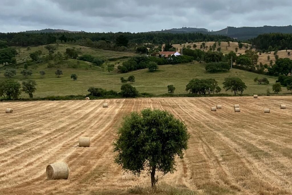 Árvore no meio do campo ceifado, com os montes ao fundo